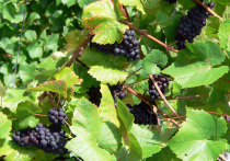 Препарат, способный эффективно защищать винодельческие плантации, не вредя при этом окружающей среде, изобрели исследователи Московского физико-технологического института