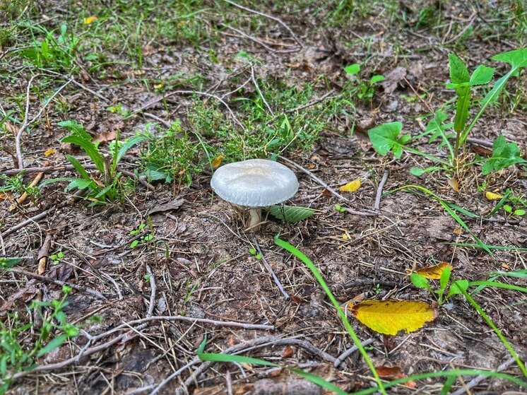 В Саратовской области предлагают включить редкие грибы в Красную книгу