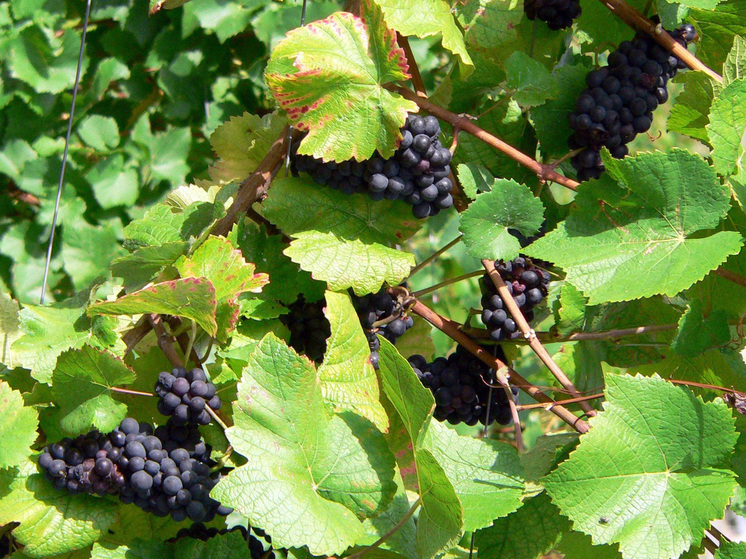 Защиту для виноградников создали из жира личинок мух-львинок