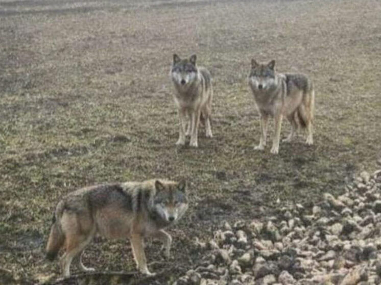 Сенсация не подтвердилась: фото с волками в Мордово оказалось фейком