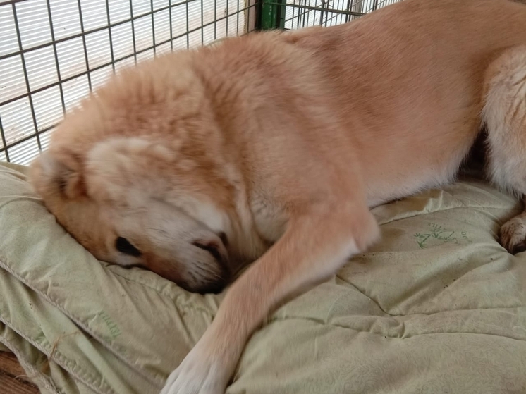 Калужан просят помочь «Верным друзьям»  в особый сезон