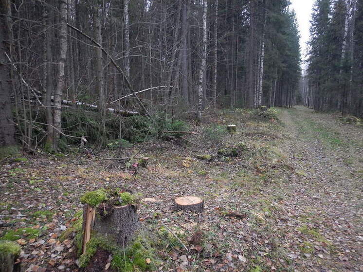 Прикамцев будут судить за незаконную рубку защитного леса
