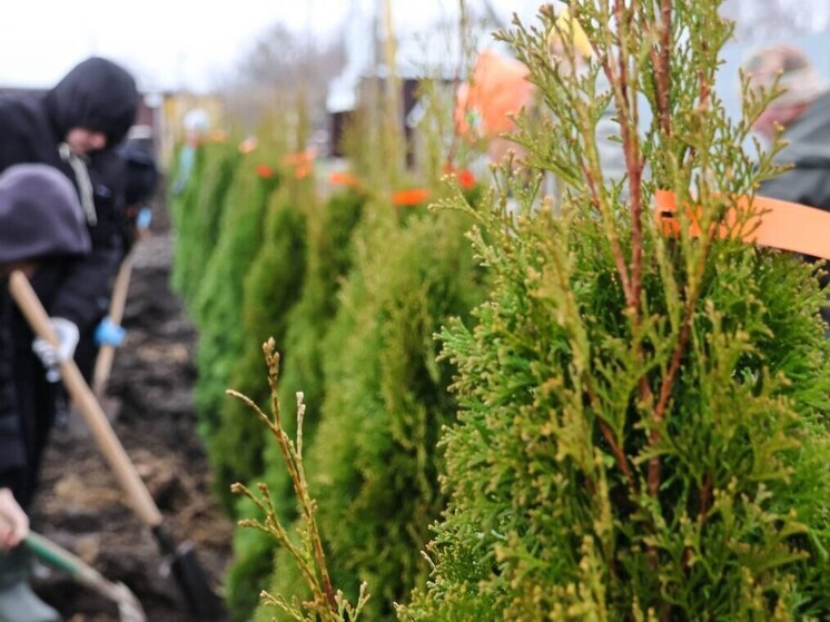   В Новомосковске заложили Аллею памяти в честь героев СВО