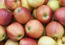 Сезон яблок в самом разгаре, и это идеальное время для жителей Запорожской области позаботиться о своем здоровье доступным и натуральным способом