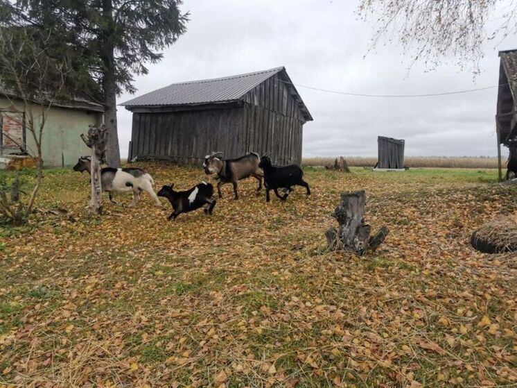 На Орловщине определили победителей «Ветеранского подворья»