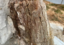 Уникальное древнее дерево возрастом 385 миллионов лет, с сохранившейся корневой системой, обнаружили в Ленинградской области ученые СПбГУ