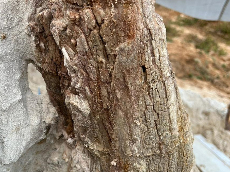 Уникальное древнее дерево возрастом 385 миллионов лет, с сохранившейся корневой системой, обнаружили в Ленинградской области ученые СПбГУ