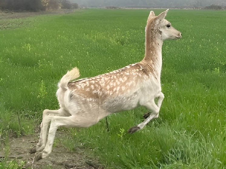 В Курганинском районе выпустили 13 европейских ланей