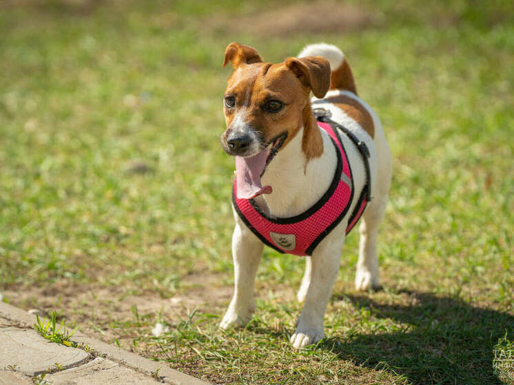В Татарстане открыли первые 7 площадок для выгула собак по ГОСТу