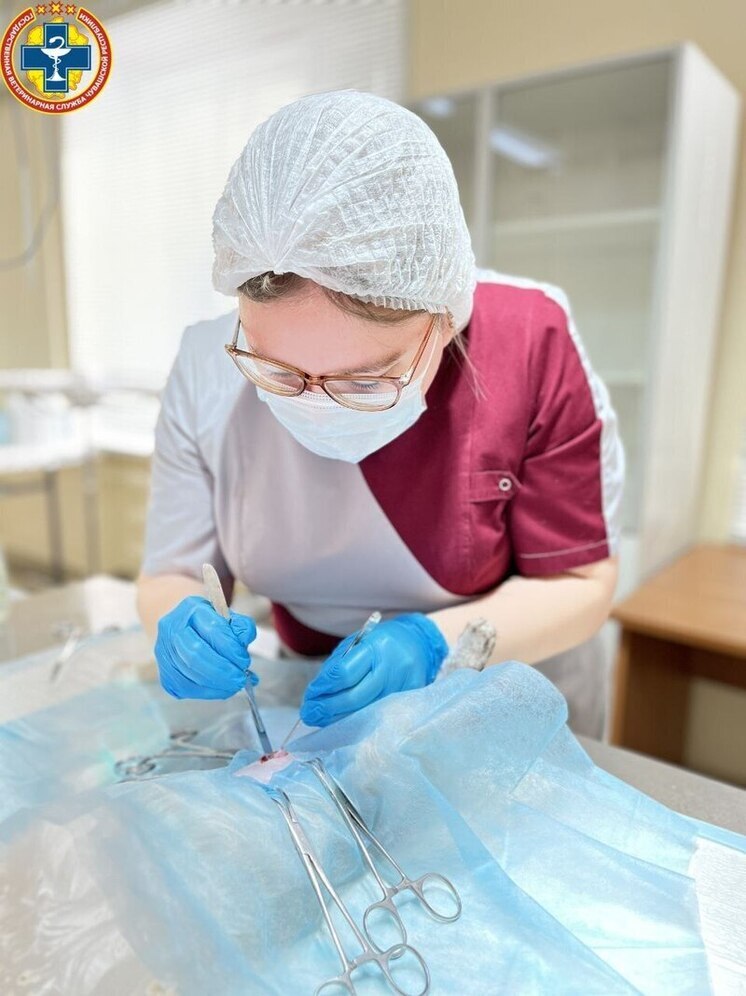 Молодые специалисты укрепляют ветеринарную службу Чувашии