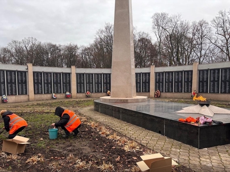 В Черняховске у мемориала высадили тюльпаны