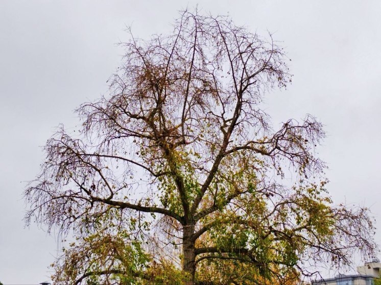 Белгородцев предупредили о порывах до 16 м/с в субботу