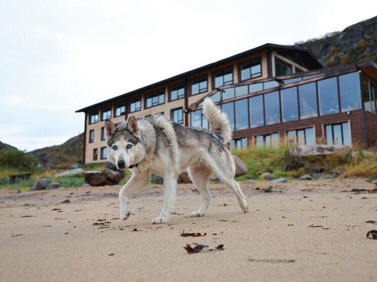 В Госдуме предложили расширить полномочия полиции по штрафам за питомцев