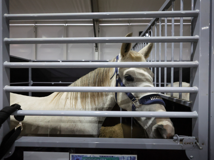 В Бельгии 22-летняя всадница умерла от удара лошади на пастбище
