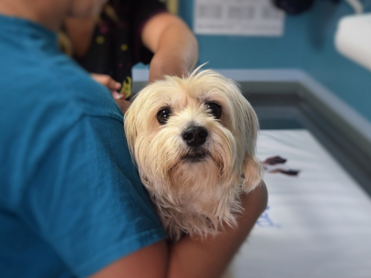 В Воронежской области заблокировали более 200 сайтов с поддельными ветпрепаратами