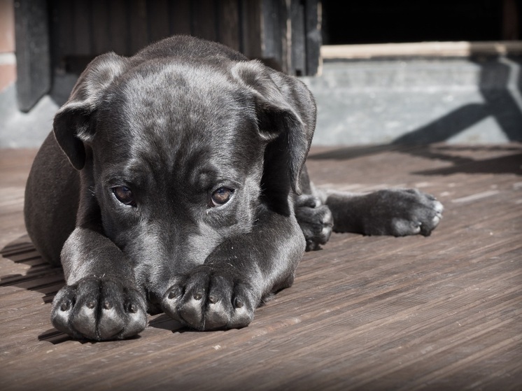 В селе Никольское под Воронежем ввели карантин по бешенству животных