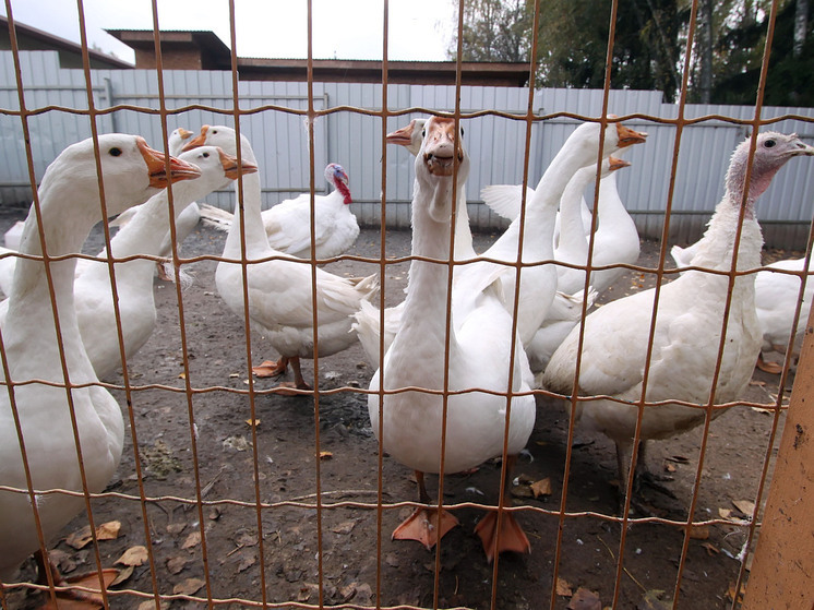 Yle: в Финляндии тысячи перелетных гусей атаковали фермы