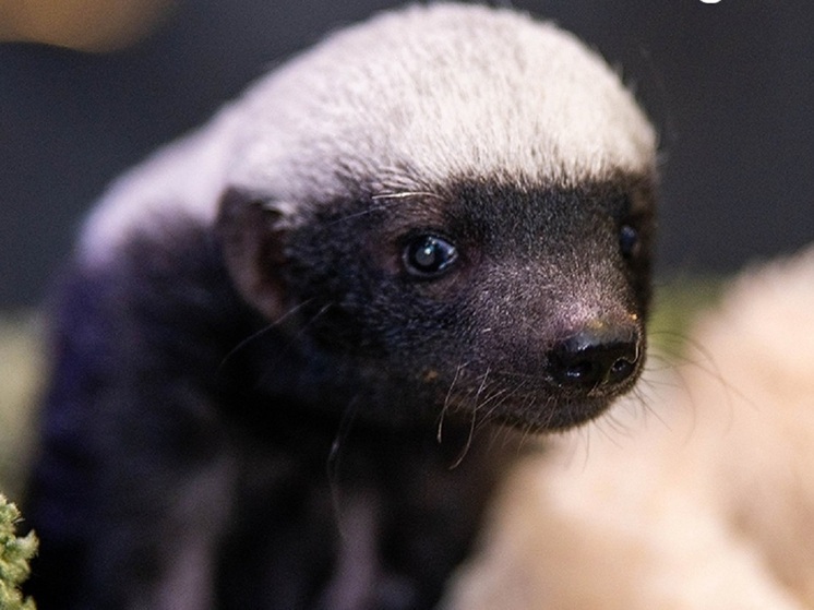В Новосибирском зоопарке девочка-медоед переехала в вольер «Тропический мир»