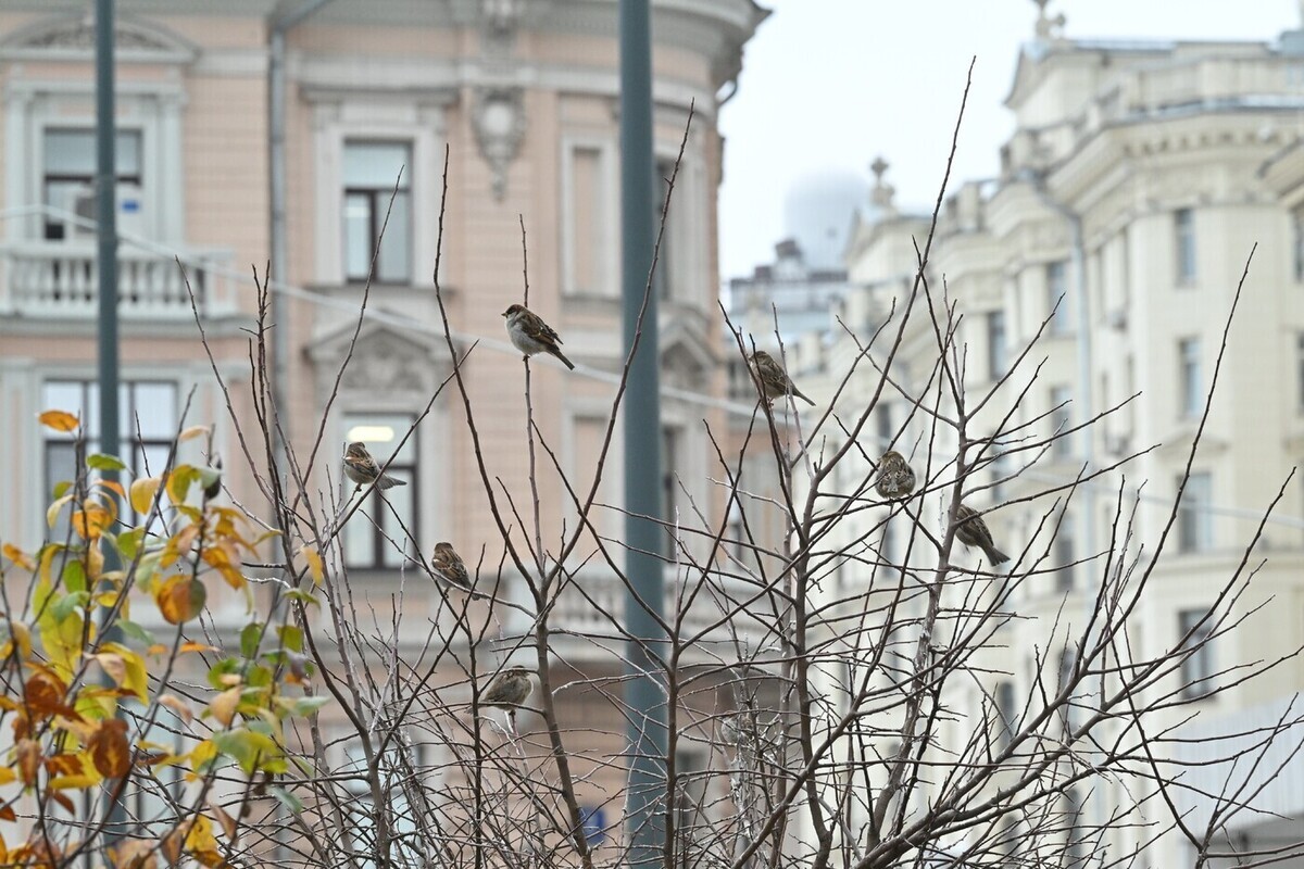Вильфанд рассказал о погоде в Москве на следующей неделе