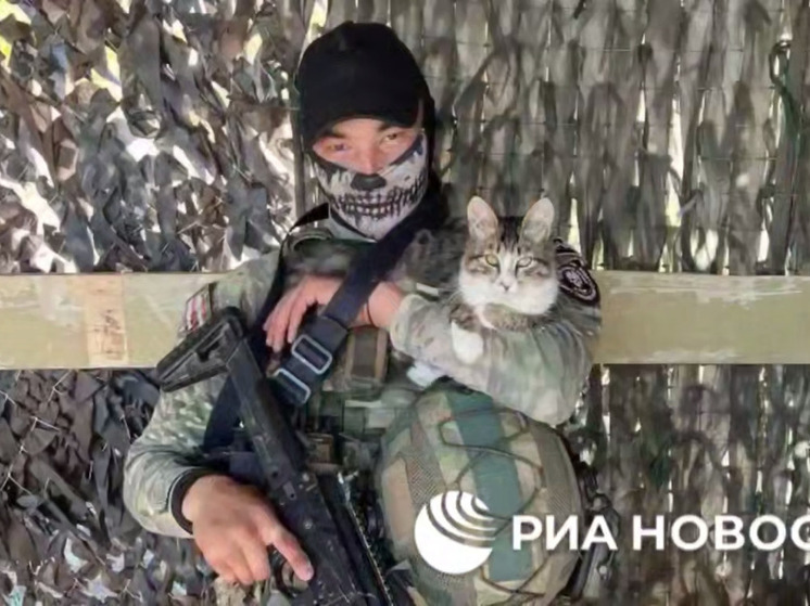 Бойцов России на запорожском направлении предупреждает о дронах кот по кличке Маркиз