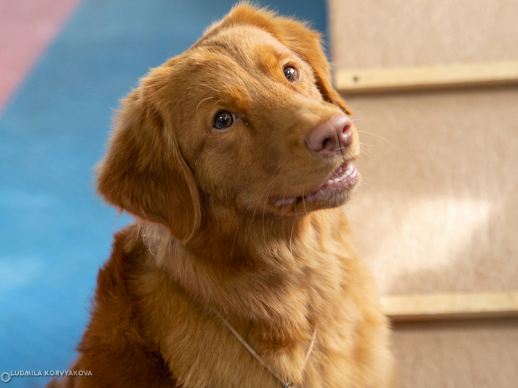 С начала текущего года в Карелии 48 человек получили собак-поводырей