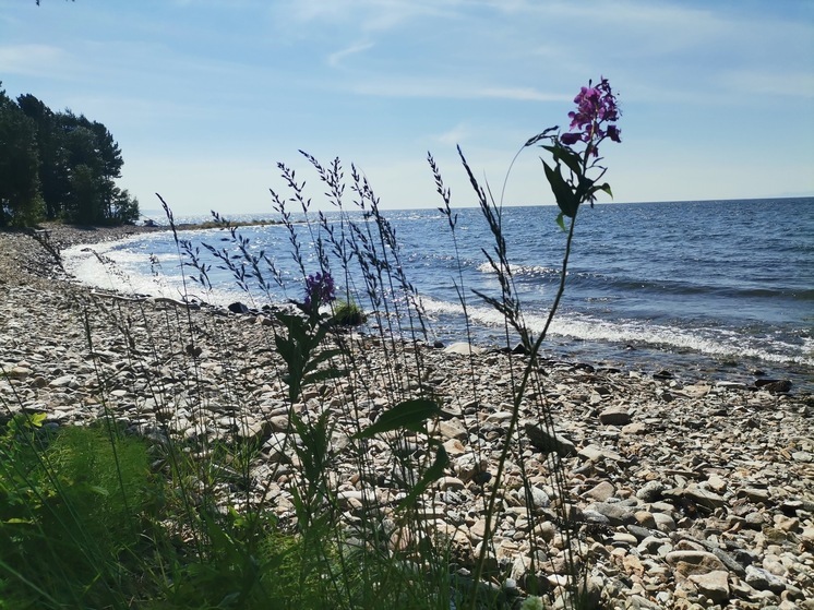 Ученые: спирогира на Байкале не отступила, а ушла на глубину