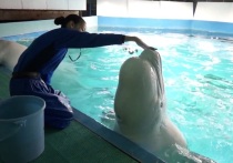 Ученые взломали код, стоящий за таинственным языком, обнаруженным у нечеловеческих видов, обитающих в океанах Земли, который отражает человеческую речь