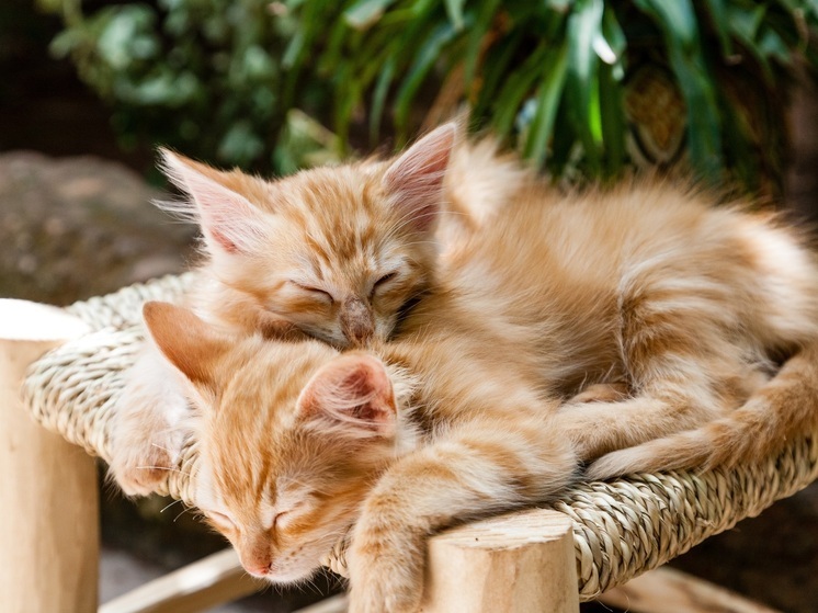 О начале выставки-раздачи бездомных котят и щенят объявили во Владивостоке