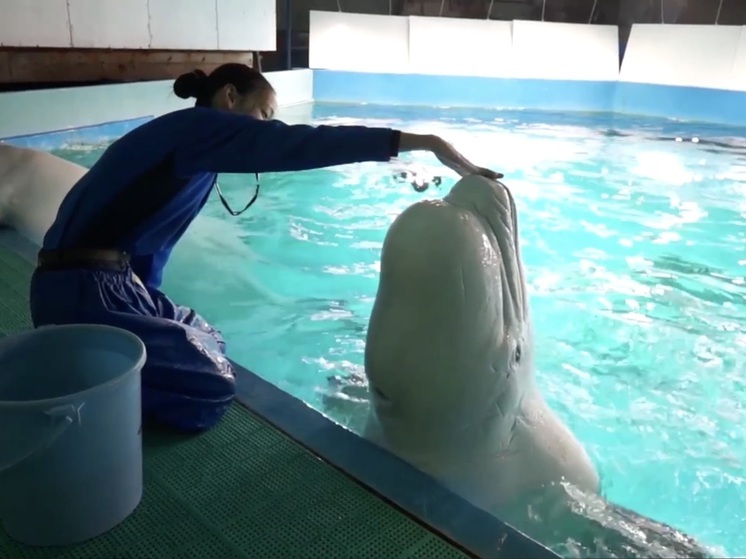 Ученые взломали код, стоящий за таинственным языком, обнаруженным у нечеловеческих видов, обитающих в океанах Земли, который отражает человеческую речь