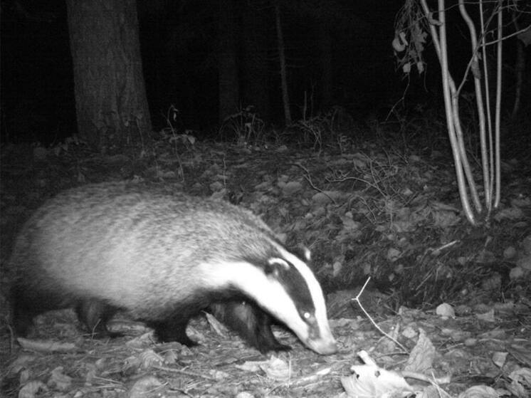 Барсук попал в фотоловушку на Ставрополье
