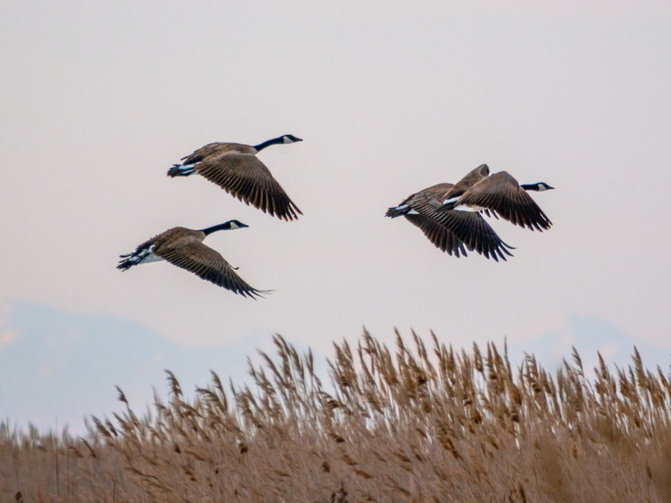 Гусиная катастрофа: перелетные птицы опустошают поля и бюджеты Финляндии