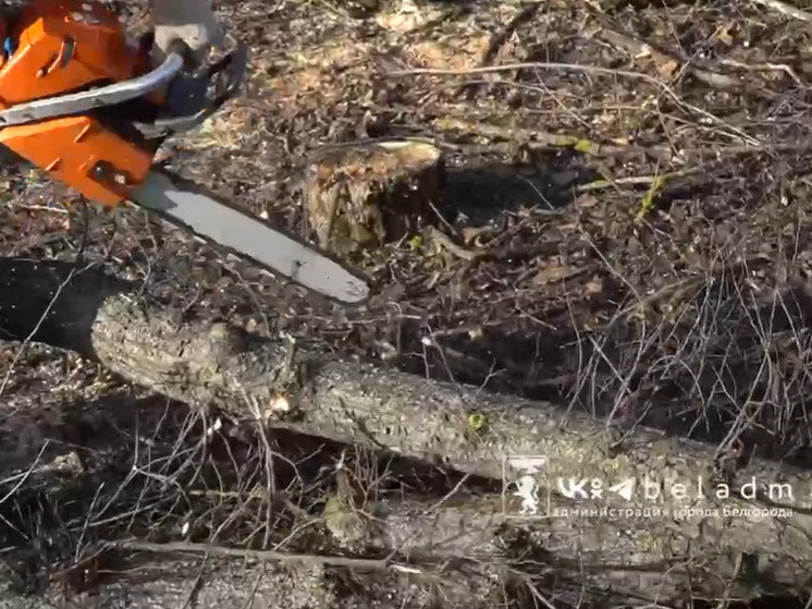 Более 4 тысяч кубометров древесины: в Белгороде готовят дрова для жителей с печами