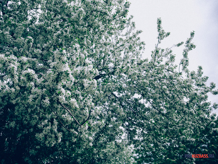 Онлайн-синоптики пообещали Кузбассу потепление до +20 градусов