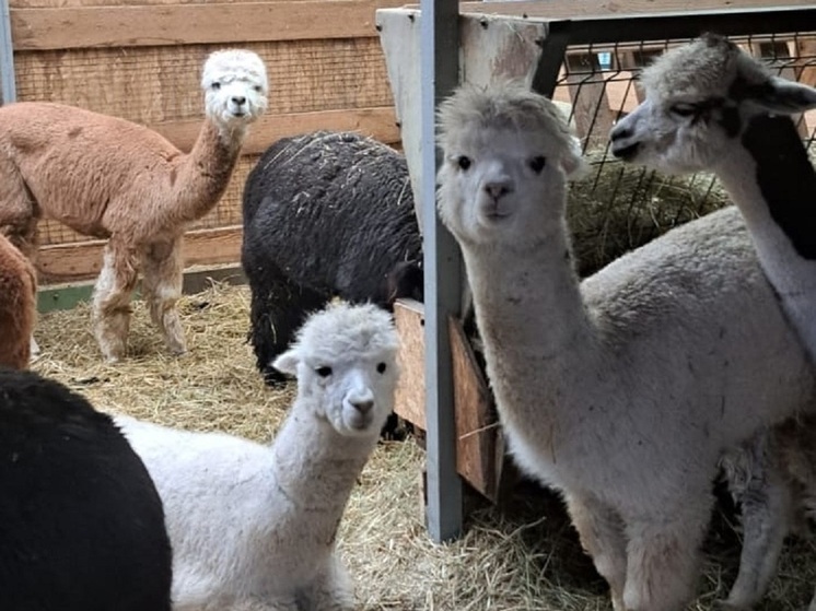 Альпаки из Чили появятся в барнаульском зоопарке «Лесная сказка»