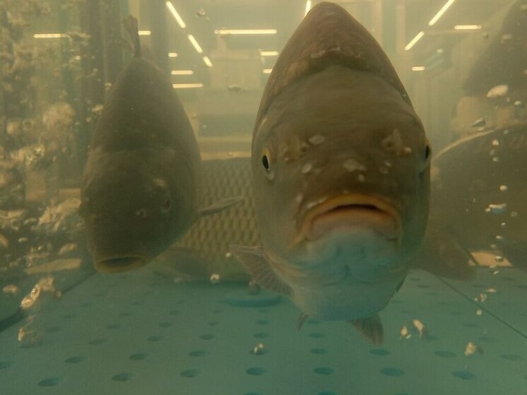 Калининградский браконьер поплатится за незаконную ловлю рыбы