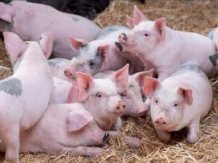 Отменили ограничения на отправку в Республику Беларусь некоторых видов продукции из Орловской области