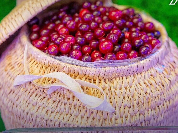 Учёные Югры работают над инновациями: от добычи «трудной» нефти до антивозрастных технологий