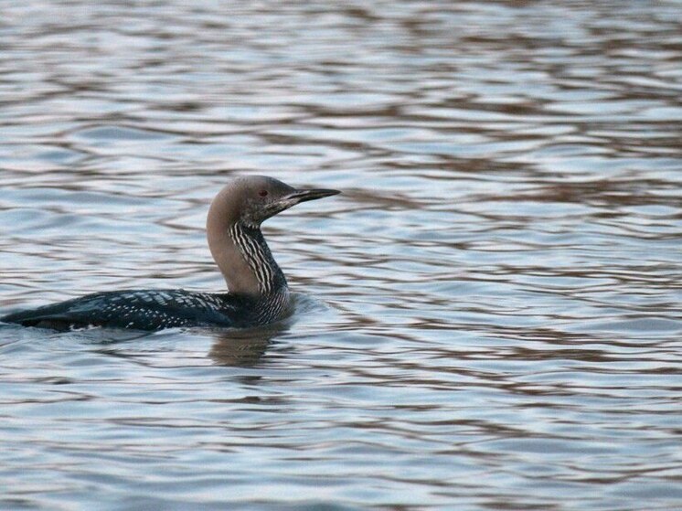 Лающие по-собачьи и имитирующие речь человека гагары умолкли на Ладожском озере