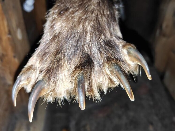 Медведей заприметили в парке и заказнике Ленобласти