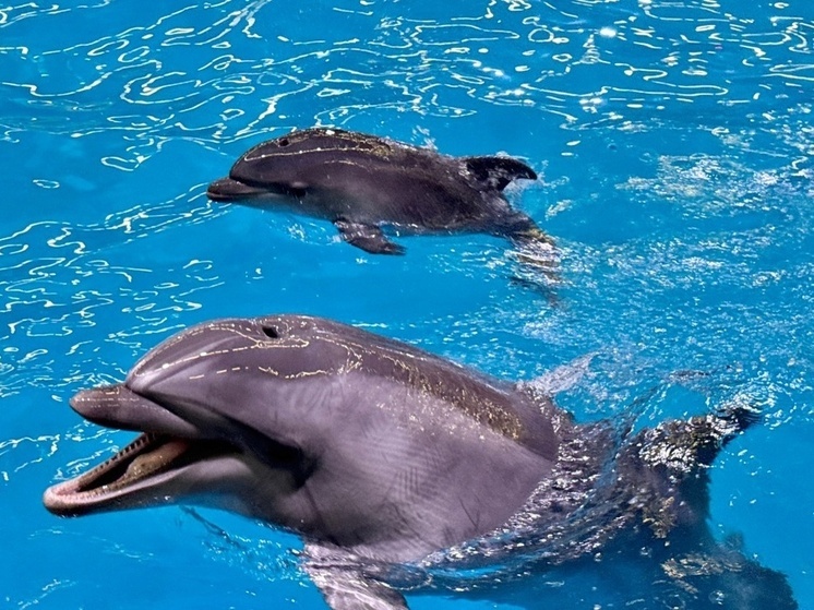 Дельфиненок появился на свет в нижегородском дельфинарии