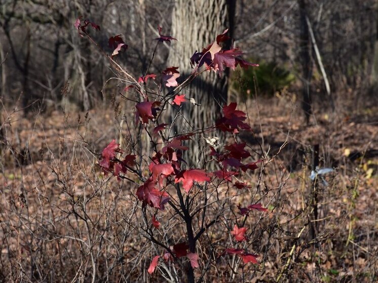 Завтра в Саратове откроется Ботанический сад
