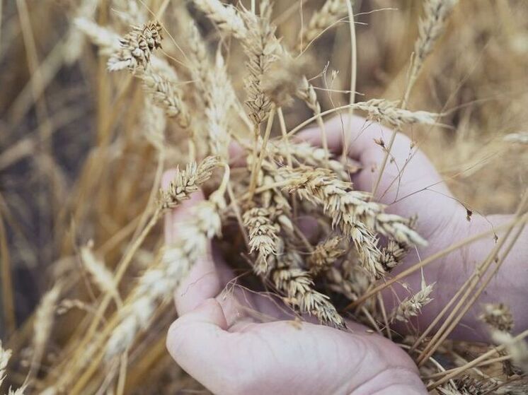 Челябинские ученые научились получать биоэтанол из выбракованной пшеницы