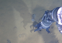 Признаки жизни в чрезвычайно насыщенной щелочью среде обнаружили исследователи из Бременского университета в вулканической массе, в 70 километрах к западу от Марианской впадины