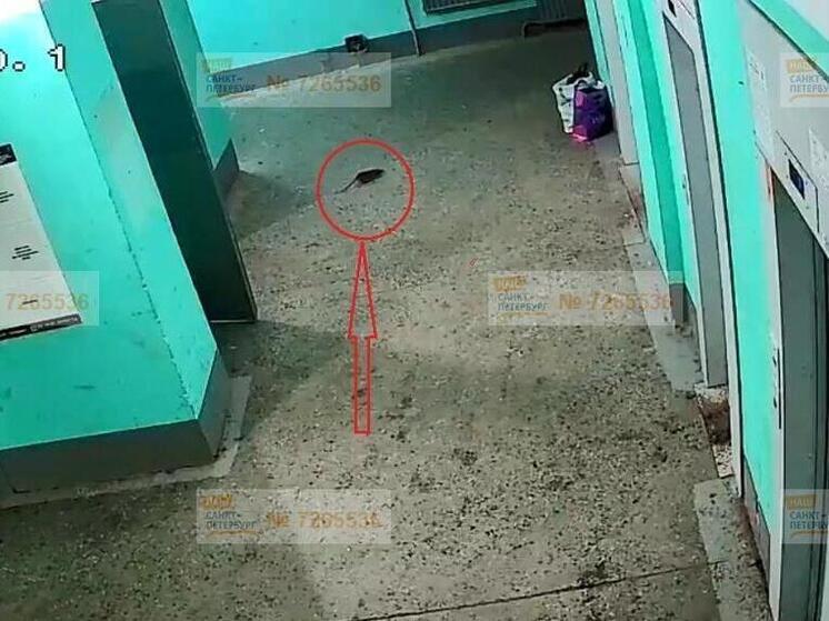 «Мышиный король» с первым снегом поселился в доме на Асафьева