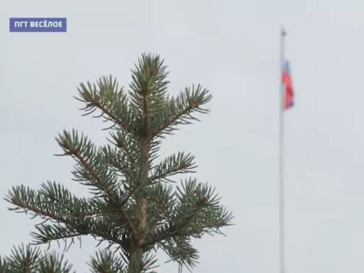 В запорожском посёлке Весёлое высадили аллею голубых елей