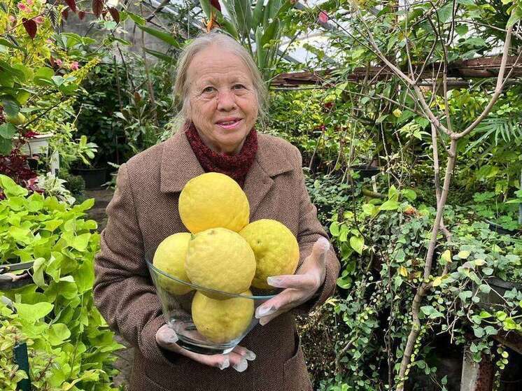В Воронеже собрали урожай гигантских лимонов сорта Пандероза