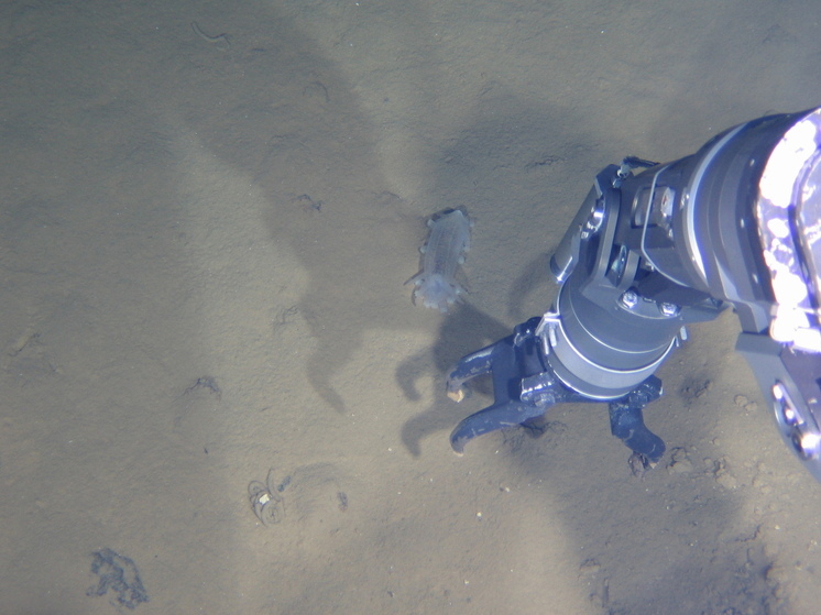 Признаки жизни в чрезвычайно насыщенной щелочью среде обнаружили исследователи из Бременского университета в вулканической массе, в 70 километрах к западу от Марианской впадины