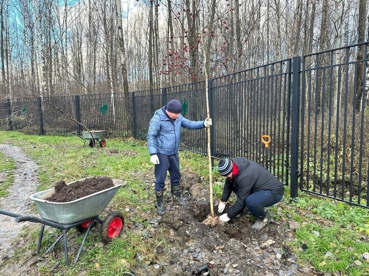 На Европейском проспекте в Кудрово посадят 20 берез