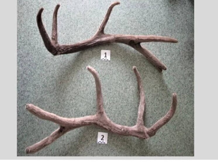 В аэропорту Толмачево изъяли партию рогов благородного оленя
