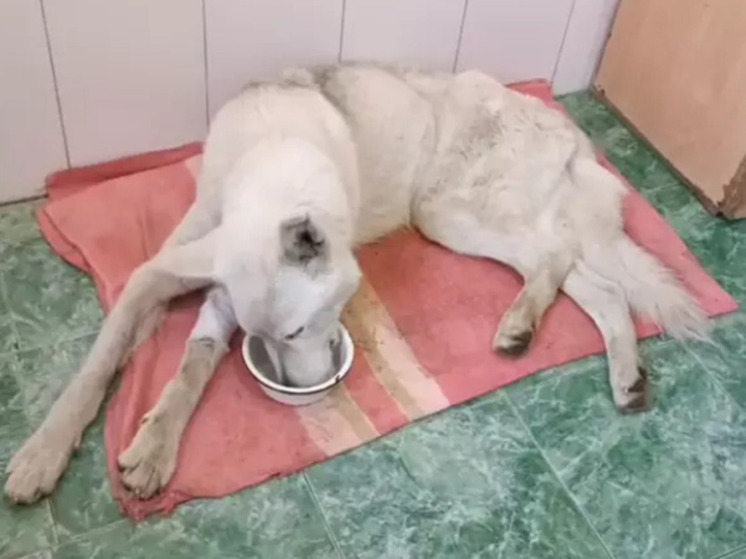 Спасают собаку: инфицированный клещ укусил пса в Шахтах